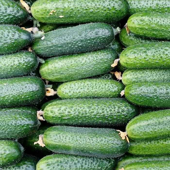 Монолит F1 семена огурца пчелоопыляемого (Nunhems / ALEXAGRO) культура – фото 2