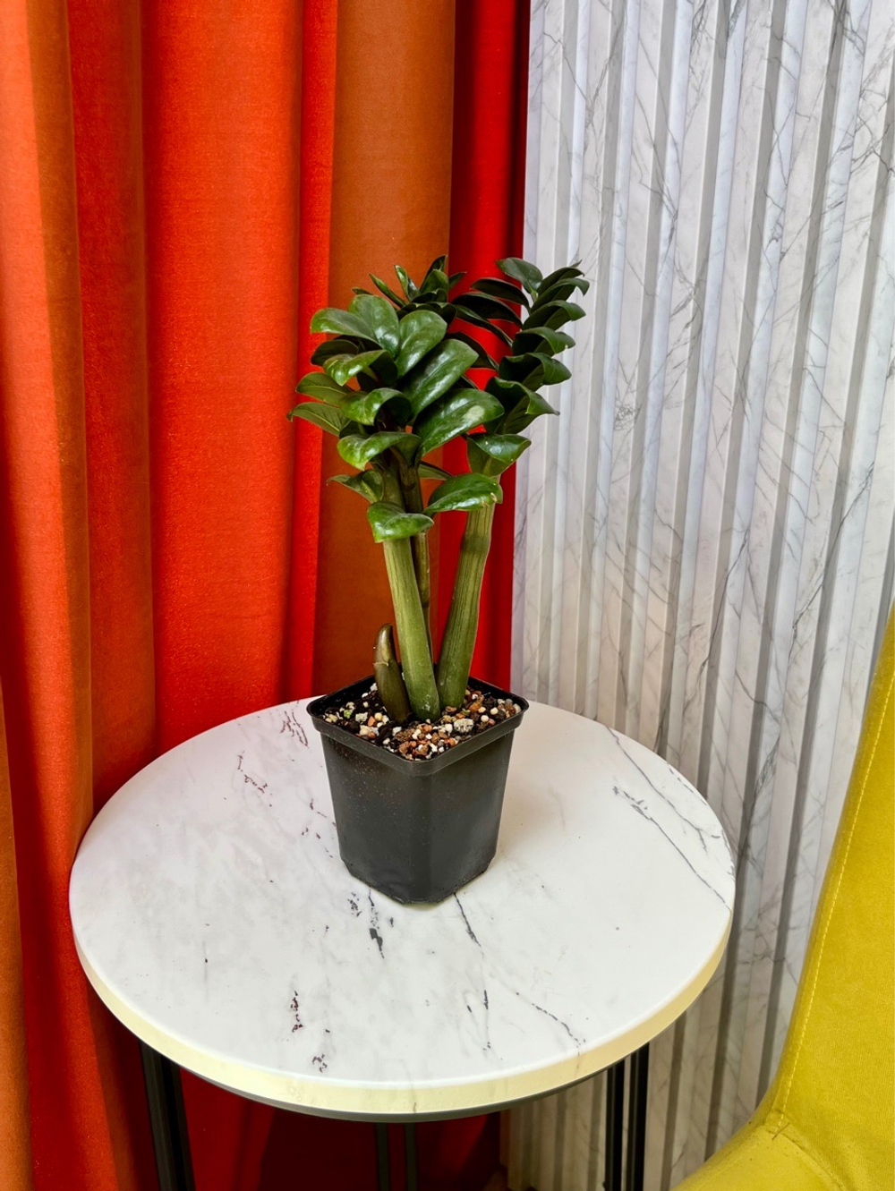 Замиокулькас Зензи, D9см Н25см, 1шт, Urban Jungle (7583)