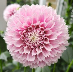 Георгин Маршмелоу Бейби (Marshmallow Baby)