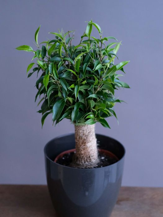 Фикус Бенжамина Наташа (D-13)