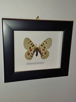 Бабочка Parnassius tianschanicus самка в рамке