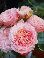 Роза спрей Викториан Классик