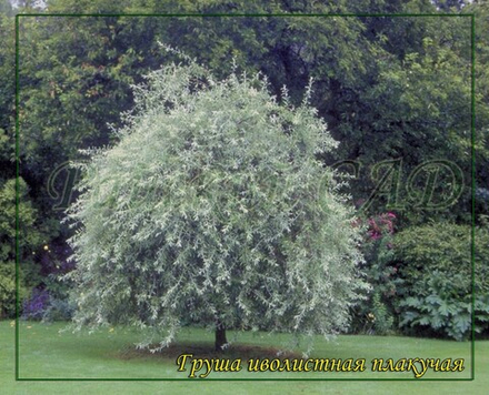 Груша декоративная иволистная ( серебристая) плакучая