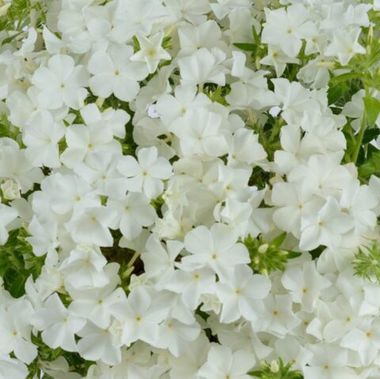 7521 Флокс PHLOXSTAR White Imp. (Весна 2026)