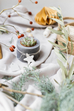 Новогодний набор с суккулентом № 7