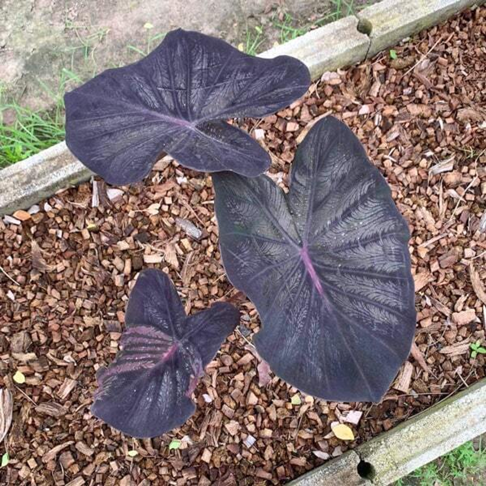 Колоказия BLACK LAVA 2