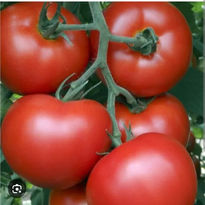 Томат Тойво F1 Tomfo F1 1000 семян