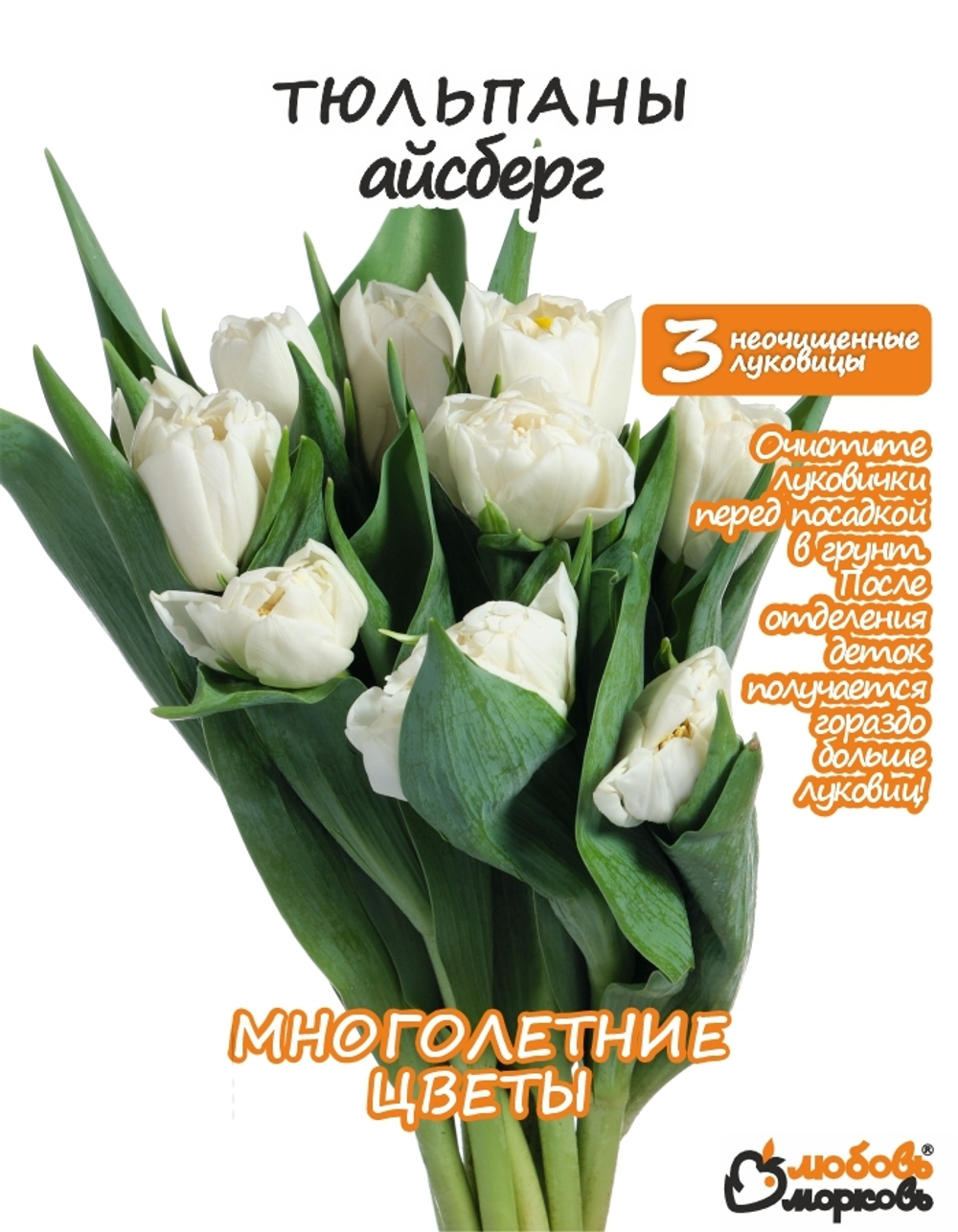 Тюльпан Луковица, Айсберг, 3+шт