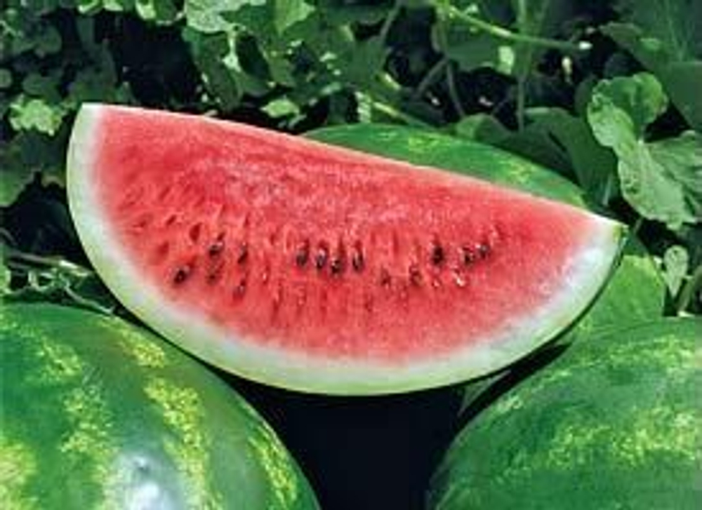 Маристо F1 семена арбуза (Enza Zaden / Энза Заден)