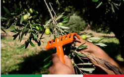 Оливковое масло BARBERA SICULO SICILIA IGP Extra Virgin 750 мл Италия