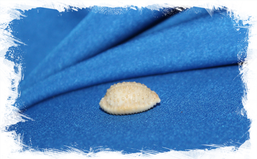 Ракушка Nucleolaria nucleus, Ципрея Нуклеус, Ореховая Каури