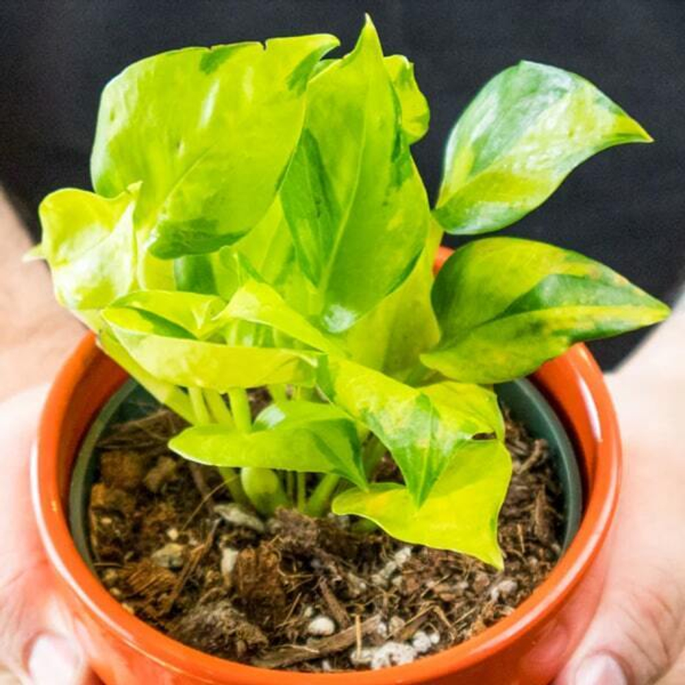 Эпипремнум AUREUM NJOY NEON