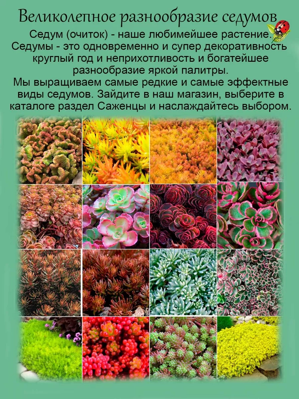 Седум Горький Шоколад очиток многолетний