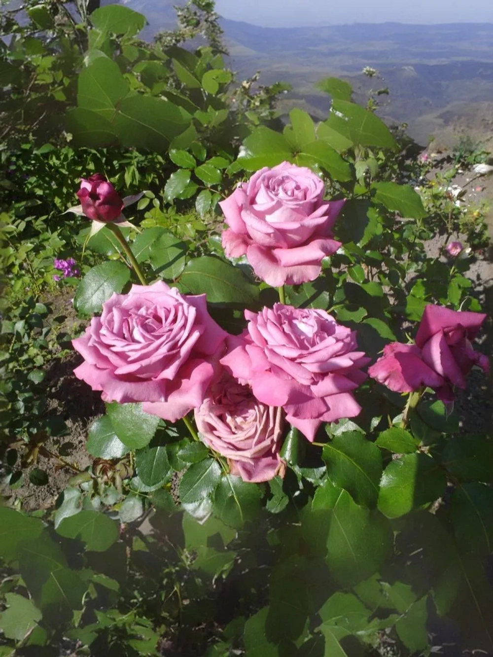 Роза чайно-гибридная Клод Брассер