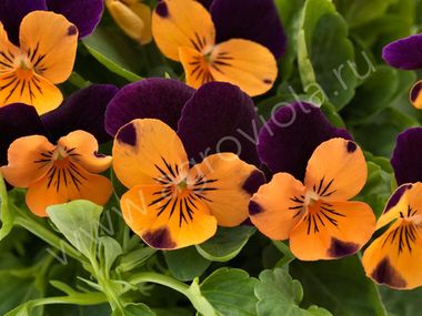 S2719 Фиалка рогатая Admire Orange Purple Wing 5 шт.
