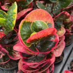 Кротон ROSE – GULAP