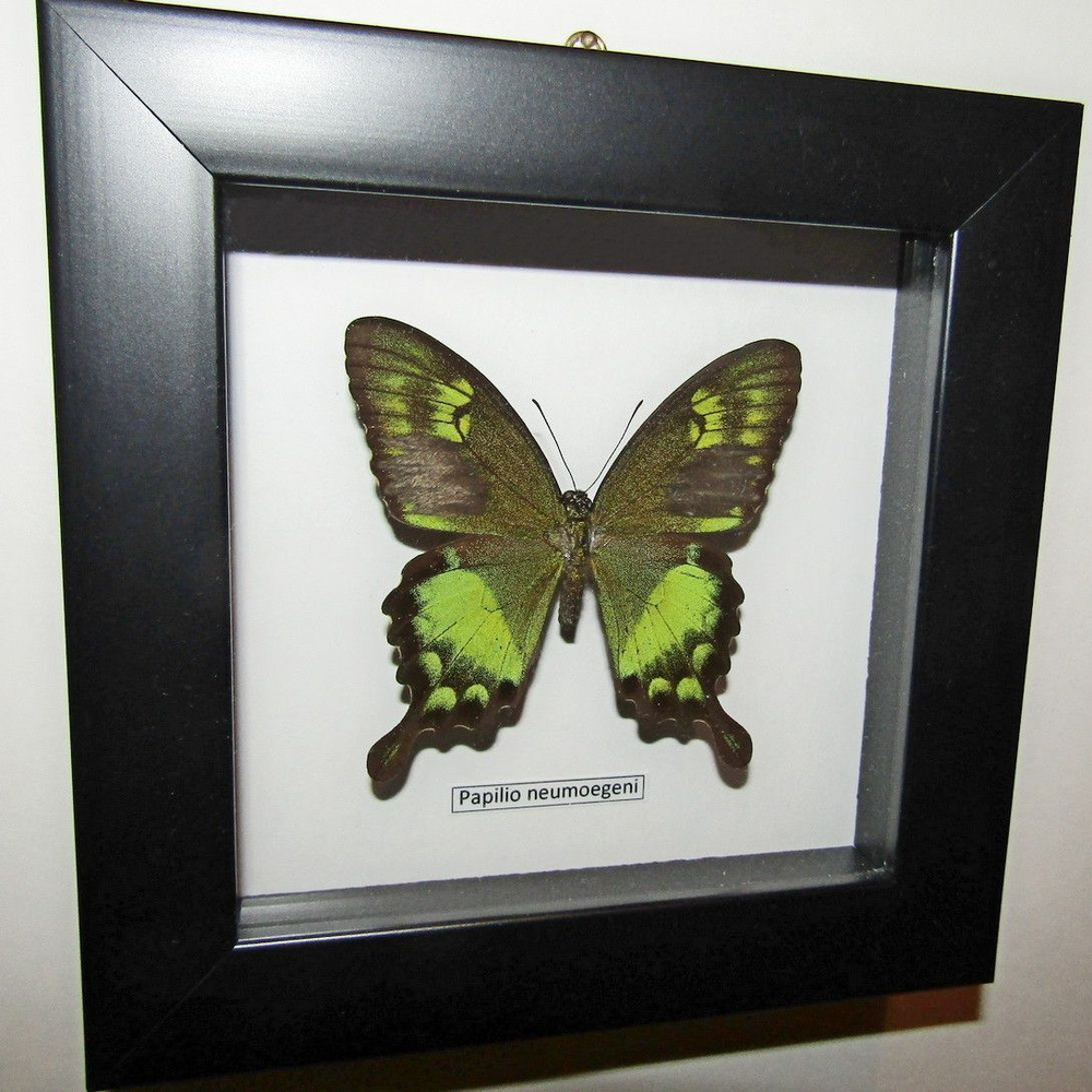 Бабочка Papilio neumoegeni в рамке