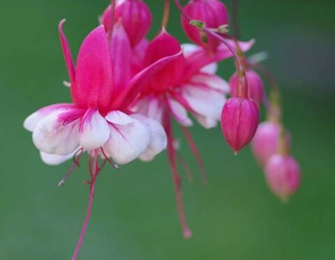 Фуксия Friendly Fire