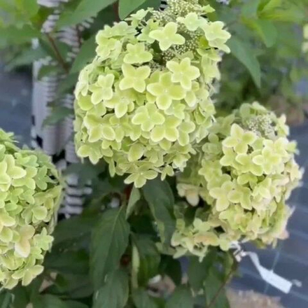 Гортензия метельчатая Металлика С2 20-25