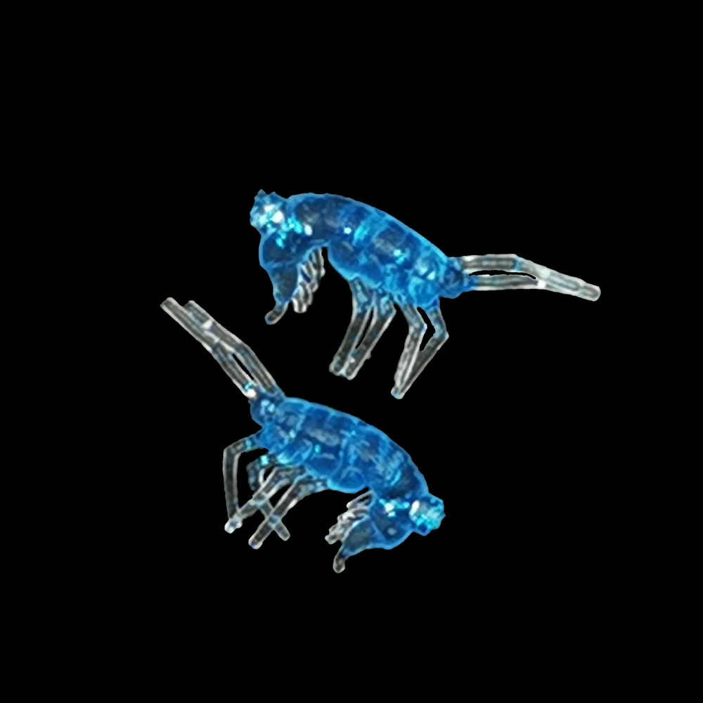 Рыболовные, силиконовые приманки. Рачки мормыш RuBaits Shrimp креветка. Набор для рыбалки на щуку, судака, окуня, форель. Зимняя рыбалка, микроджиг.