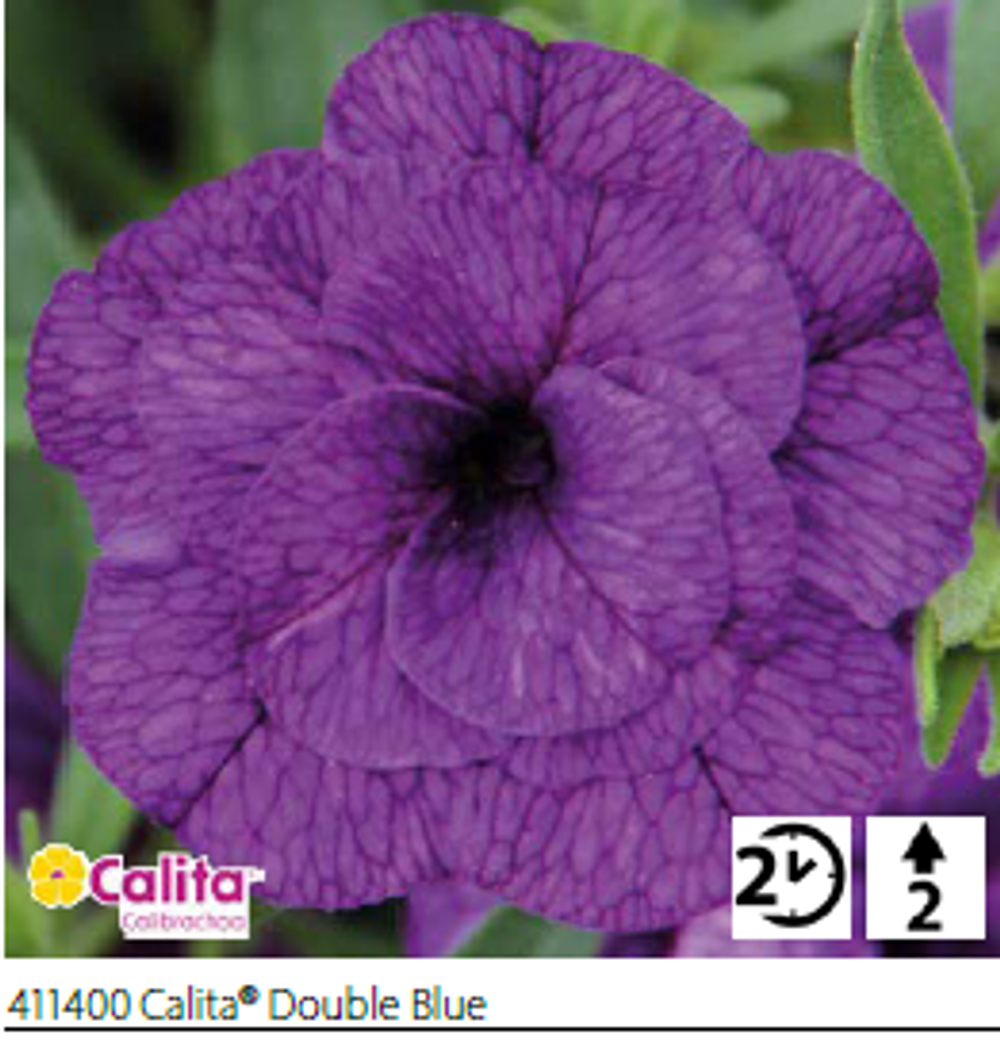 ЕВРО Калибрахоа Calita® Double Blue укорененный черенок ОКС февраль 26 Volmary