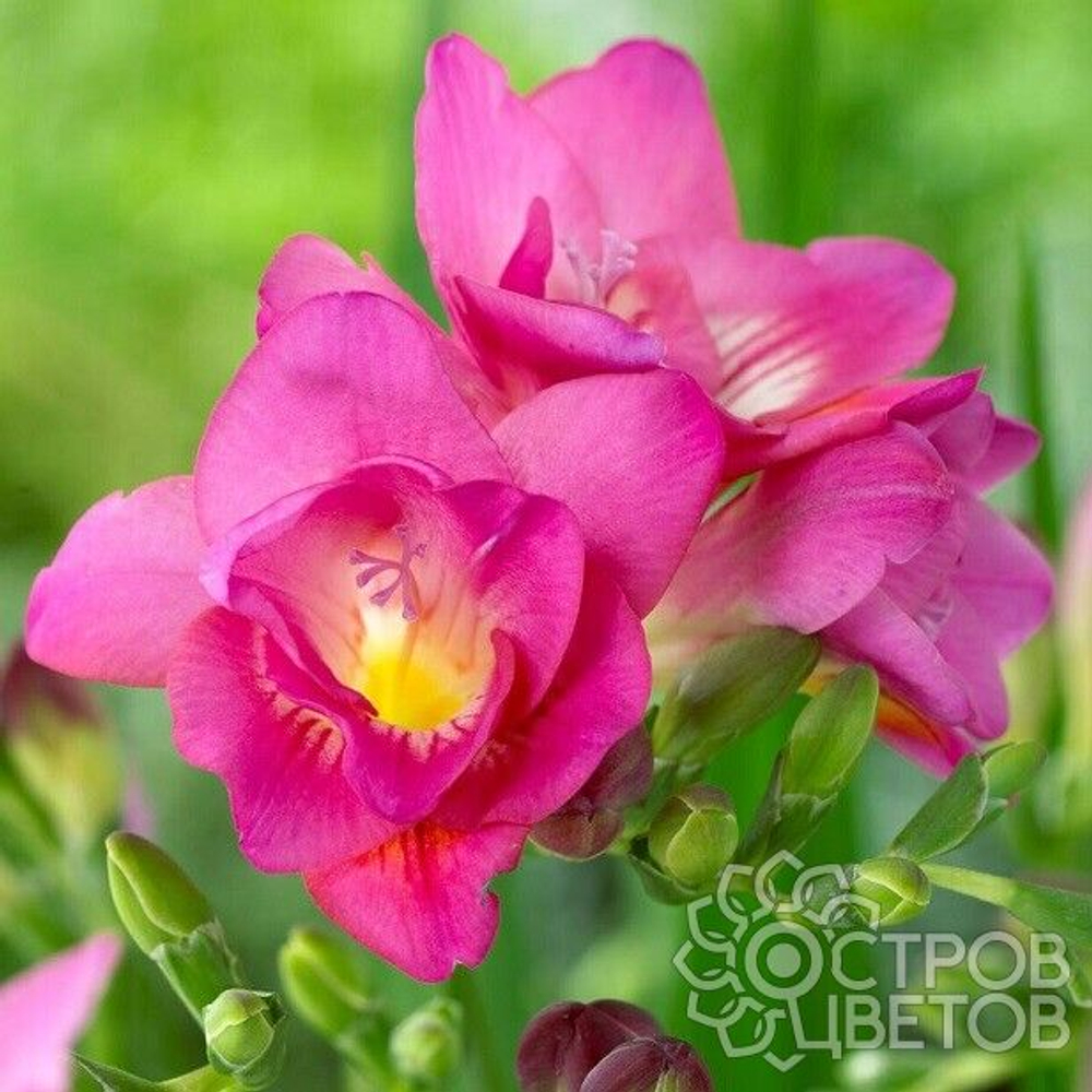 Фрезия Махровая розовая (10 шт) Волжский Сад