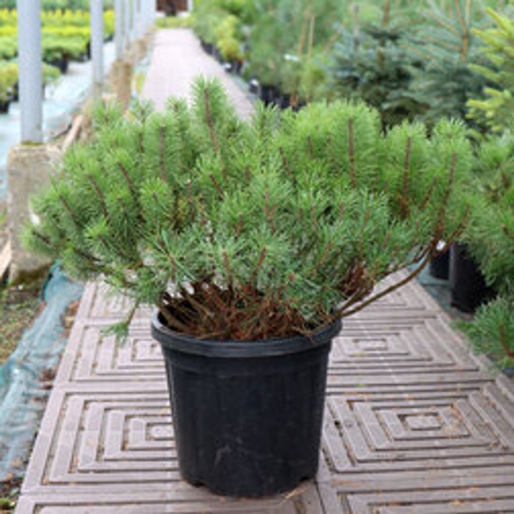 Сосна горная Мугус С35 60-80