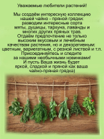 Тимьян ползучий Кокинеус чабрец пряность
