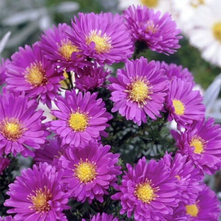 Астра новобельгийская Сара Баллард С5