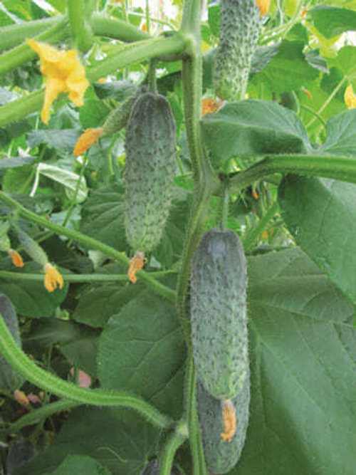 Огурец Ажур F1® 0,2г СеДеК