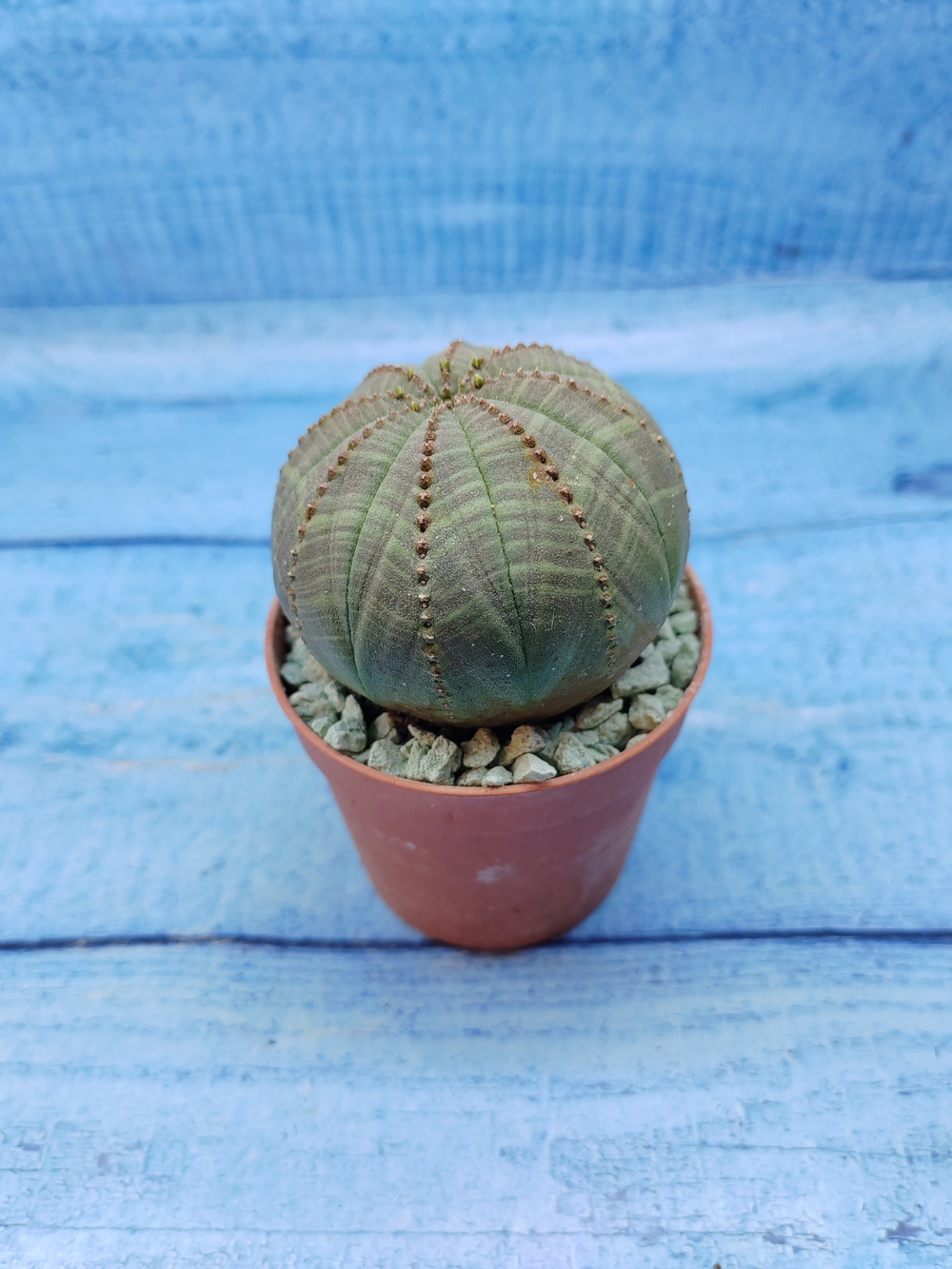Euphorbia Obesa (Эуфорбия)