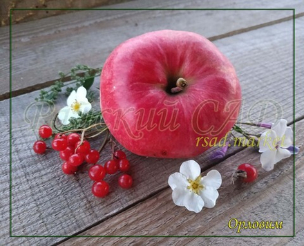 Яблоня Орловим
