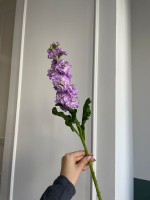 Маттиола фиолетовая