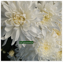 Хризантема крупноцветковая Calabria white ☘🌻 к.71 (нет в наличии)