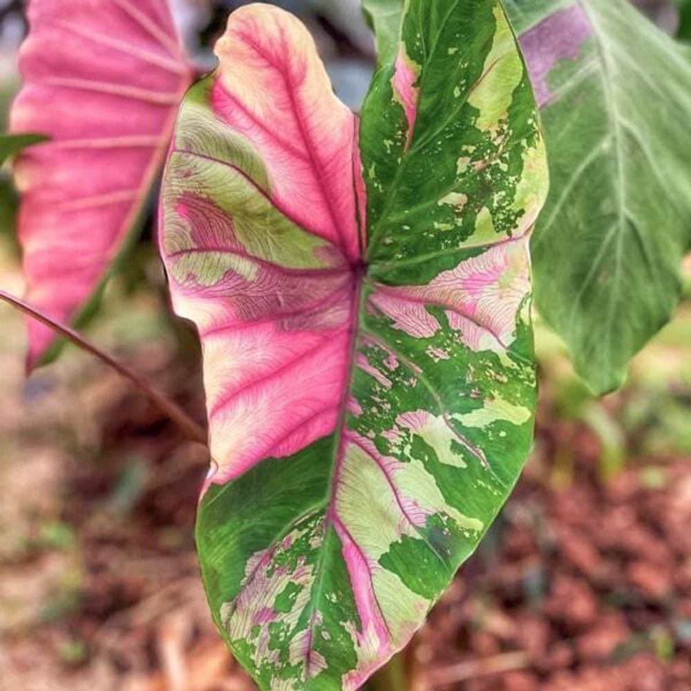 Колоказия FIRST PINK