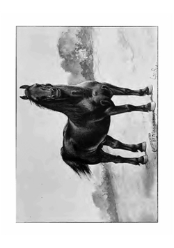 Percheron and French Coach stallions imported from France | McLaughlin Bros