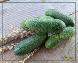 Огурец Эколь F1 / AKOL F1 Syngenta 5шт.