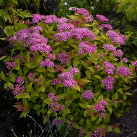 Спирея японская 'Golden Princess'