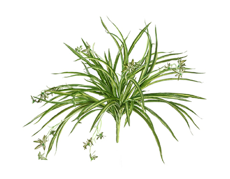 Хлорофитум бело-зелёный куст с ростками