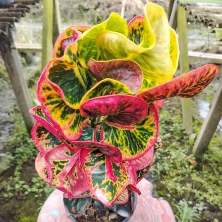 Кротон TUANG NGERN