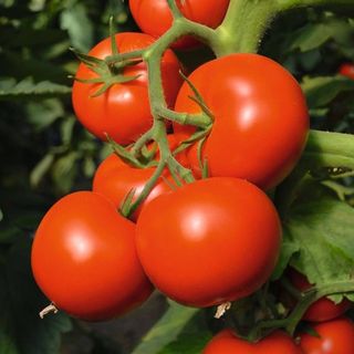 Томат Тойво F1  1000 (семян)