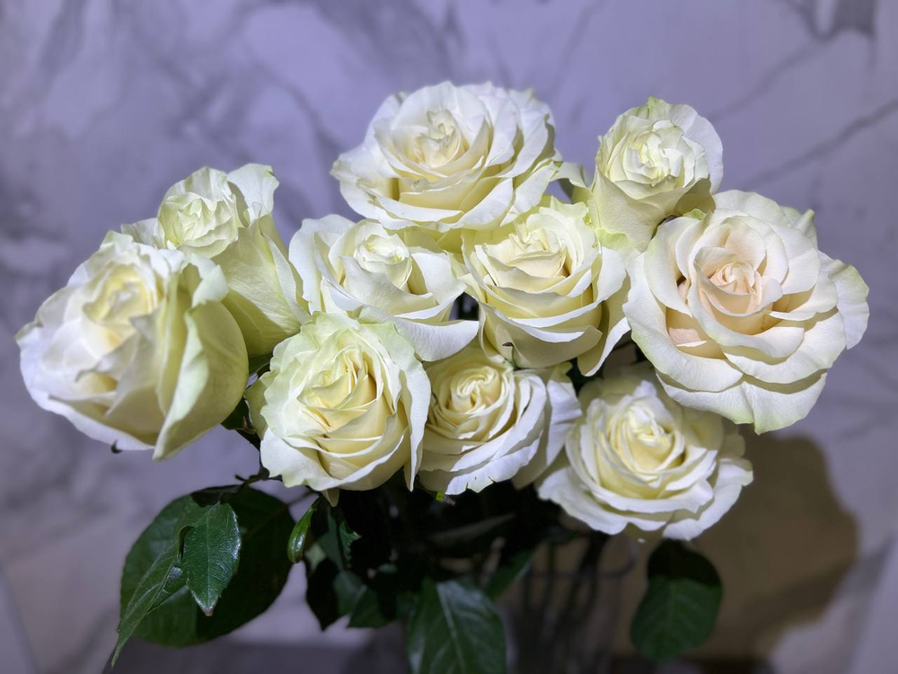 Премиальная эквадорская белая роза Mondial 70 см