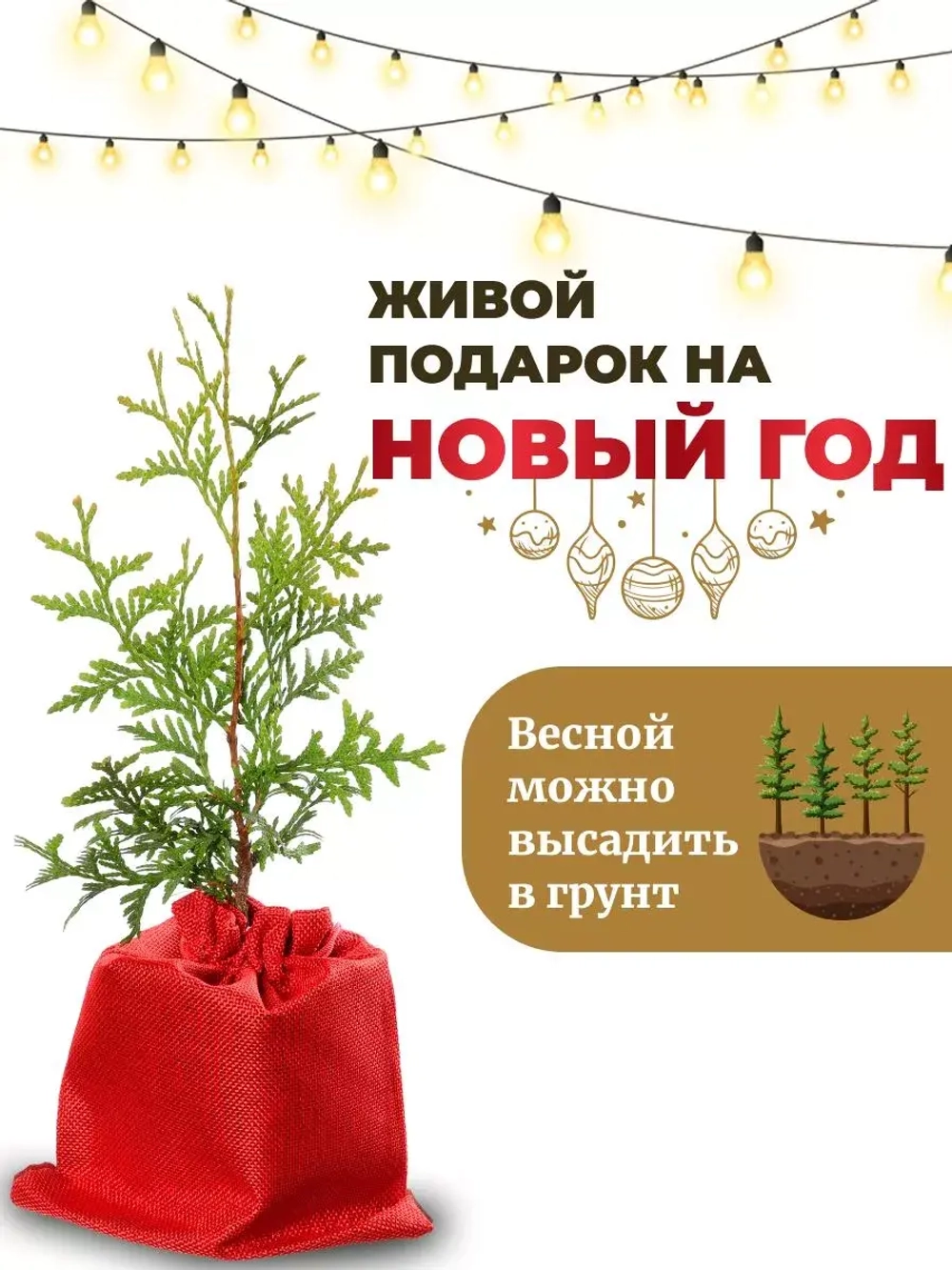 Саженец Туя западная Брабант Новогодняя
