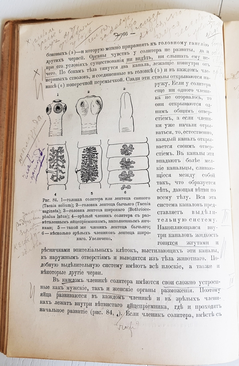 "Руководство зоологии. Для мужских средне-учебных заведений". Л. и В.Шимкевич. 1910 г.