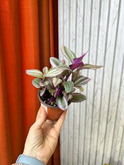 Традесканция Нанук, D10см Н15см, 1шт, Urban Jungle