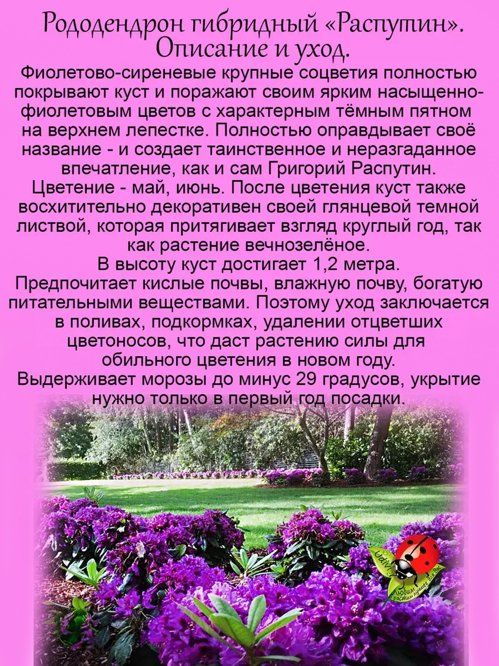 Рододендрон Распутин морозостойкий