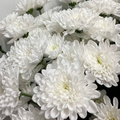 Хризантема кустовая