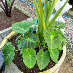 Колоказия IMPERIAL GIGANTE