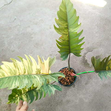 Филодендрон CARAMEL MARBLE 3-4 leaves