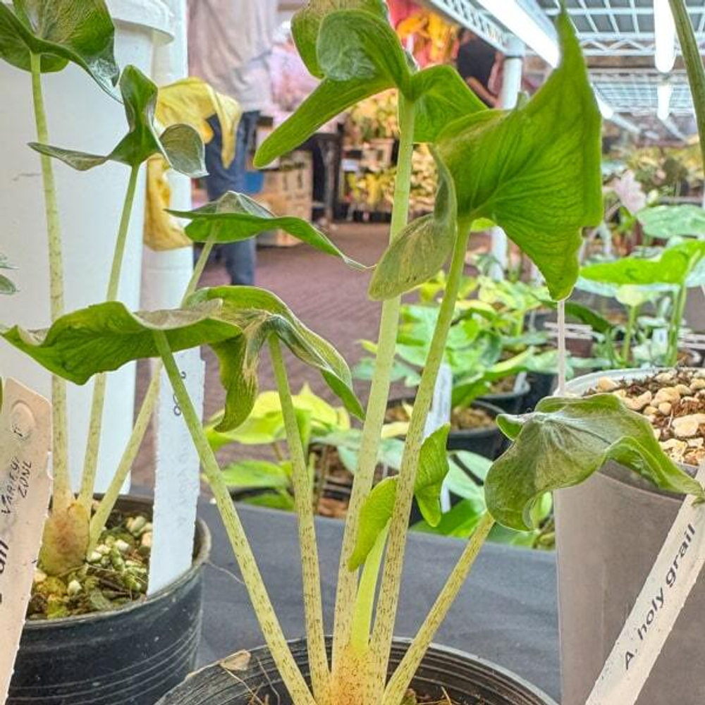 Алоказия HOLY GRAIL